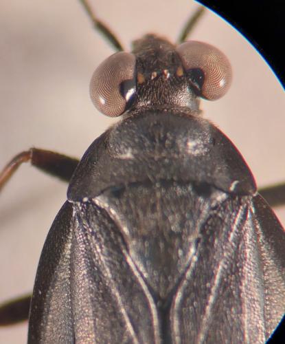 Réf. 351 854 : Salda muelleri