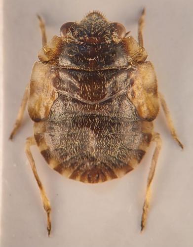 Ochterus marginatus