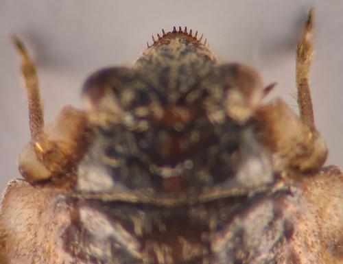 Ochterus marginatus