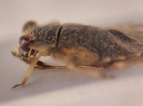 Ochterus marginatus