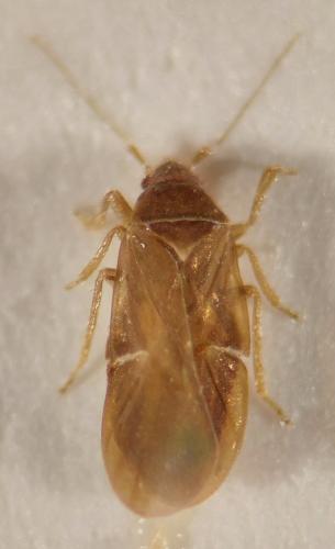 Cryptostemma alienum