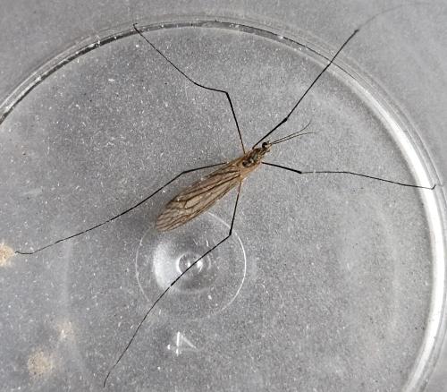 Réf. 351 958 : Tipula pagana
