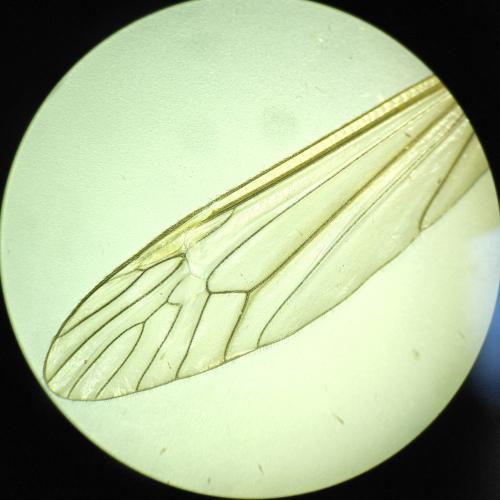 Réf. 351 961 : Tipula pagana