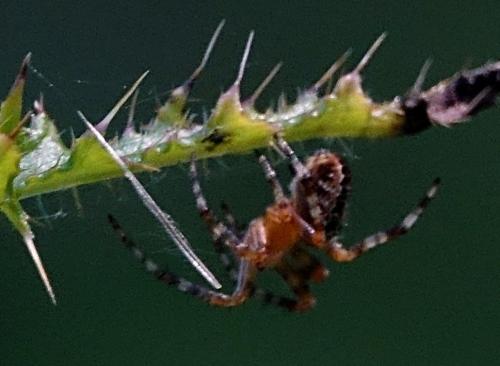 Araneus sp.