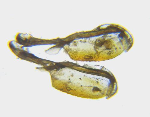 Réf. 351 118 : Apethymus apicalis