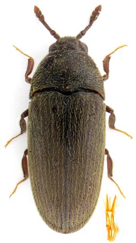 Aulonothroscus brevicollis