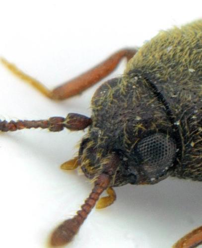 Réf. 351 813 : Aulonothroscus brevicollis