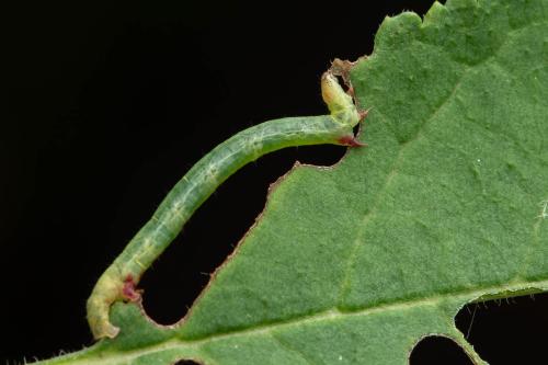 Réf. 351 847 : Macaria alternata