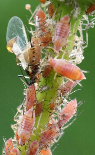 Réf. 351 970 : Macrosiphum rosae