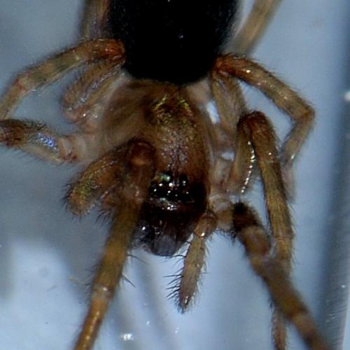 Réf. 351 790 : Amaurobius sp.