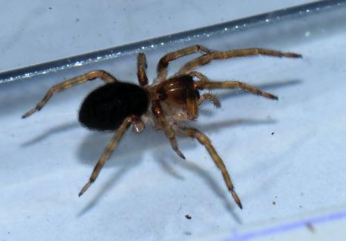 Réf. 351 789 : Amaurobius sp.