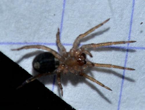 Amaurobius sp.