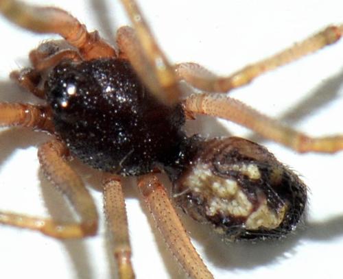 Réf. 351 974 : Steatoda triangulosa