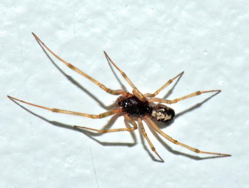 Réf. 351 972 : Steatoda triangulosa