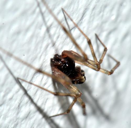 Réf. 351 973 : Steatoda triangulosa