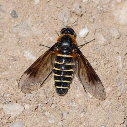 Réf. 351 820 : Lomatia lateralis