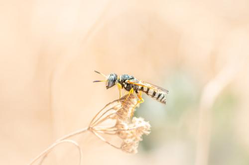 Philanthus sp.