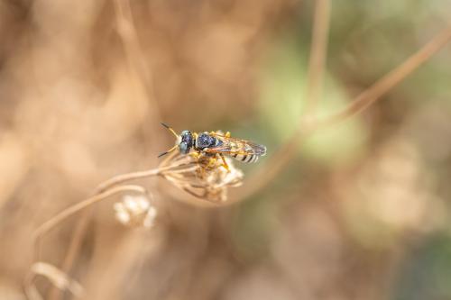Philanthus sp.