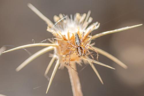 Oxyopes globifer
