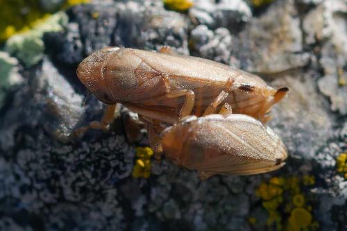 Neophilaenus lineatus