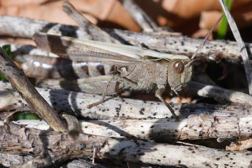 Réf. 351 849 : Chorthippus sp.