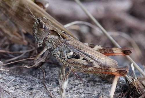 Chorthippus saulcyi saulcyi