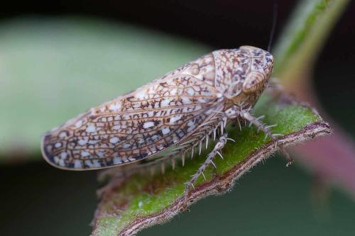 Phlepsius intricatus