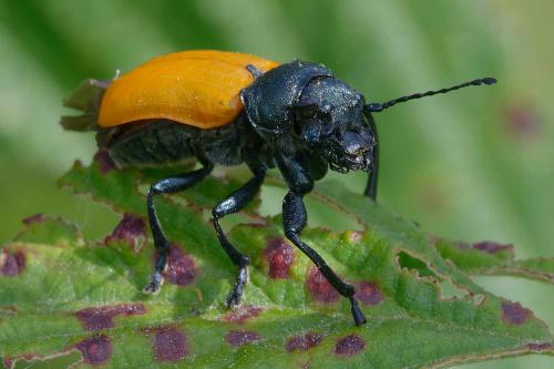 Réf. 351 902 : Labidostomis taxicornis