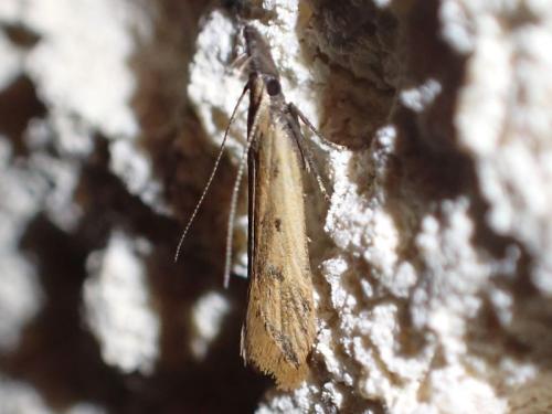 Réf. 351 836 : Dichomeris acuminata