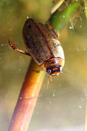 Rhantus suturalis
