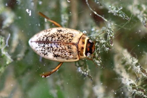 Réf. 351 859 : Agabus nebulosus
