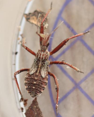 Réf. 351 913 : Rhynocoris erythropus