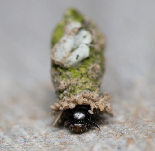 Réf. 351 793 : Bacotia claustrella