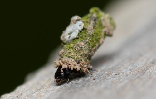 Réf. 351 794 : Bacotia claustrella