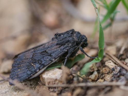 Aporophyla nigra