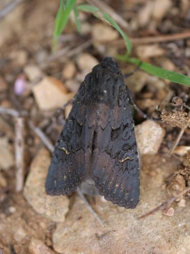 Aporophyla nigra
