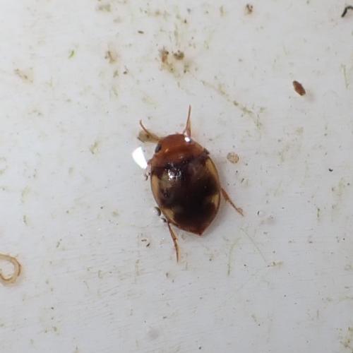 Hydrovatus cuspidatus