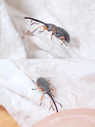 Rhopalapion longirostre