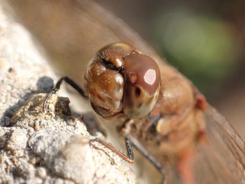 Sympetrum striolatum