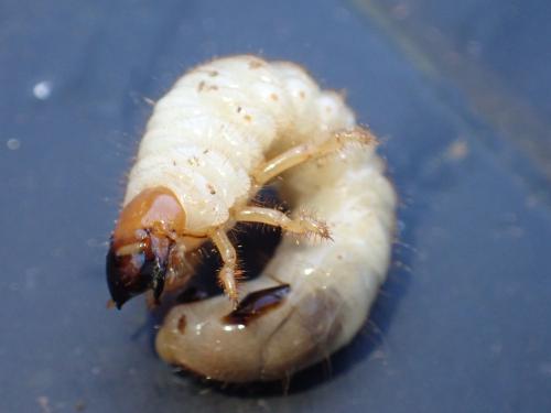 Melolonthinae