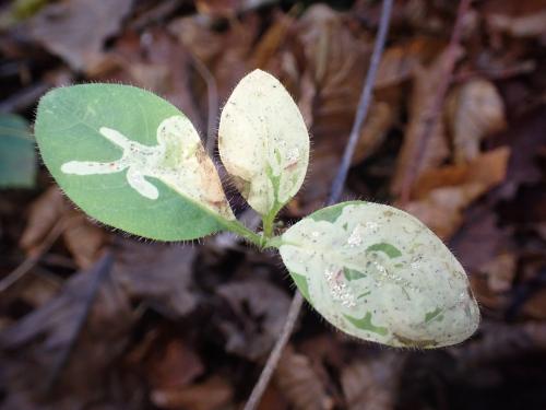 Phytomyza periclymeni