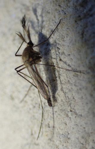 Aedes vexans