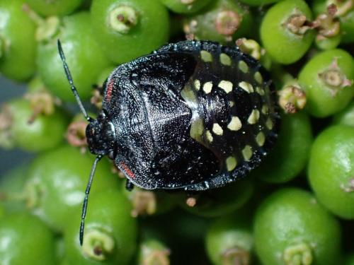 Réf. 351 900 : Nezara viridula