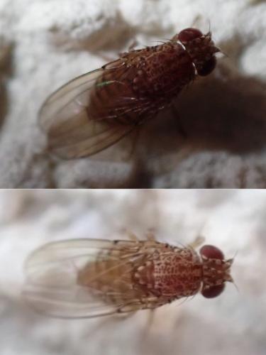 Drosophila repleta