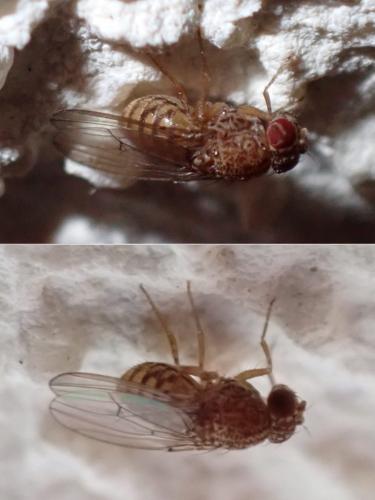 Drosophila repleta