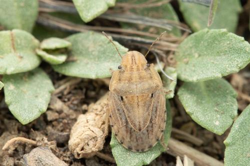 Sciocoris sulcatus