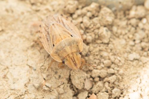 Sciocoris sulcatus