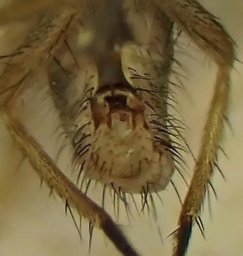 www.galerie-insecte.org/galerie/image/dos351/big/Sternites-%20Face--.jpg