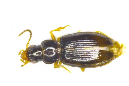 Réf. 351 872 : Tachyura parvula