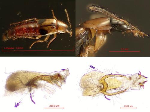 Réf. 351 705 : Lordithon trinotatus